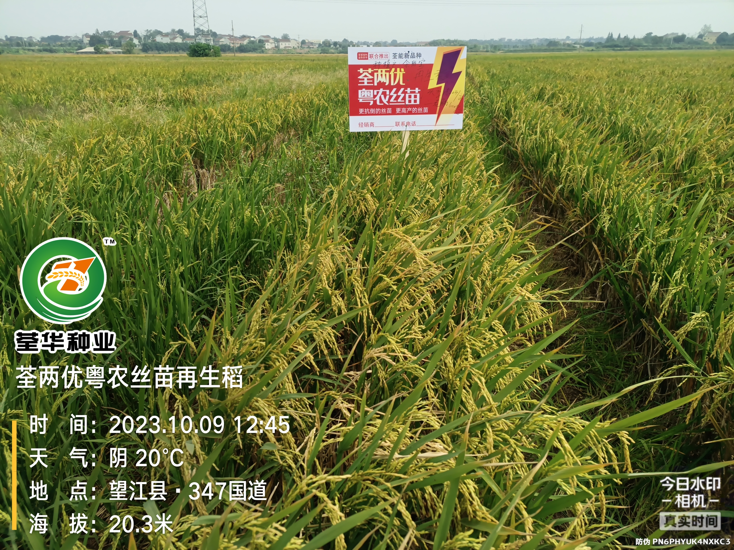 荃能稻·荃两优粤农丝苗再生稻栽培技术(参考)