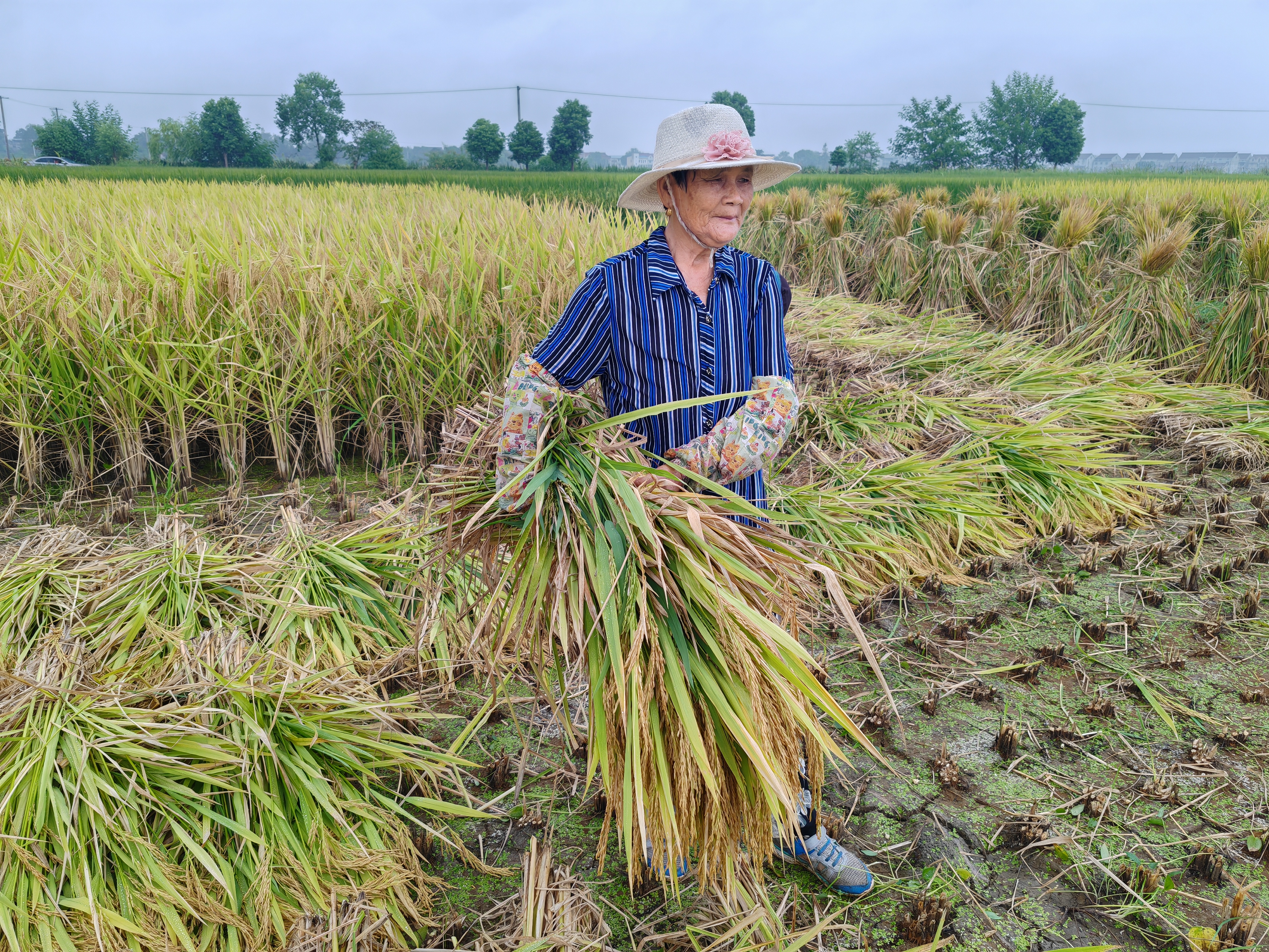 水稻种植效益的影响因素及提升措施