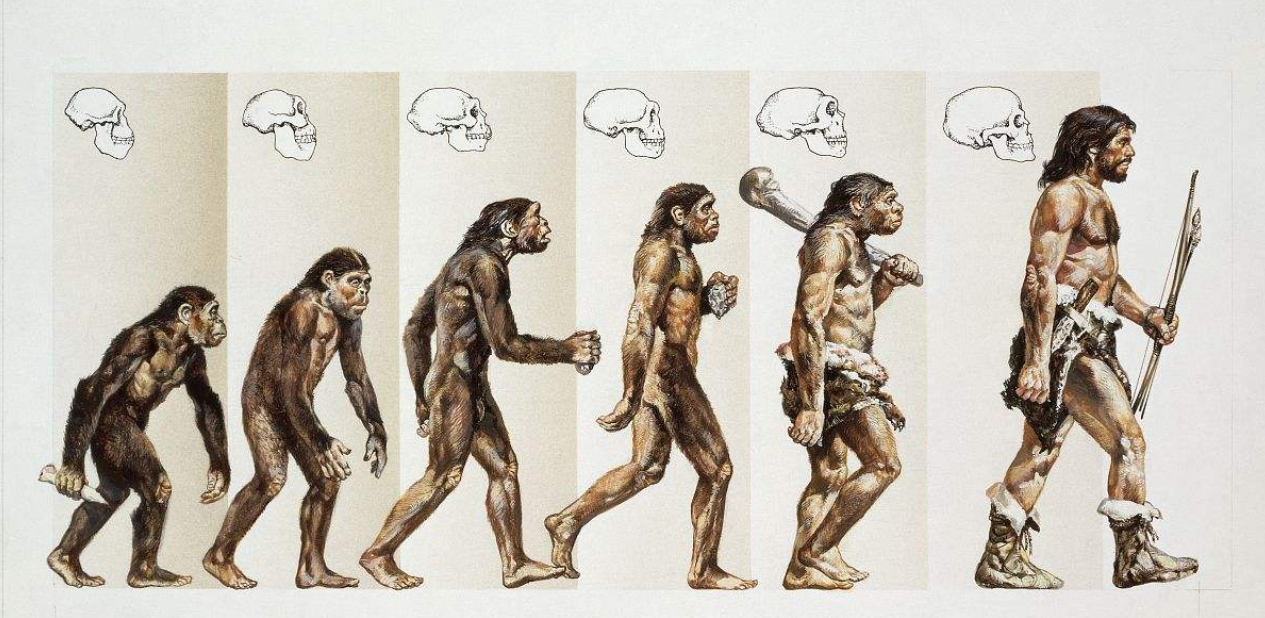 人类是按达尔文进化论自然进化来的吗?