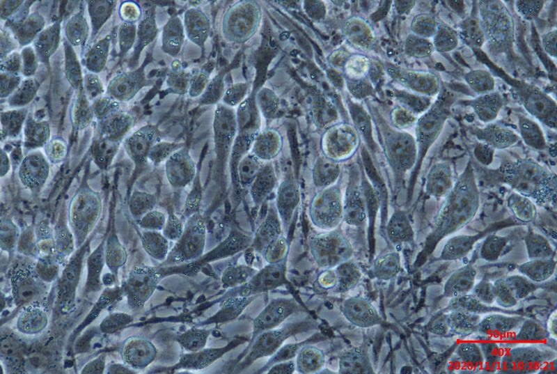 尼康ts2显微镜 lv2000相机 动物所拍细胞