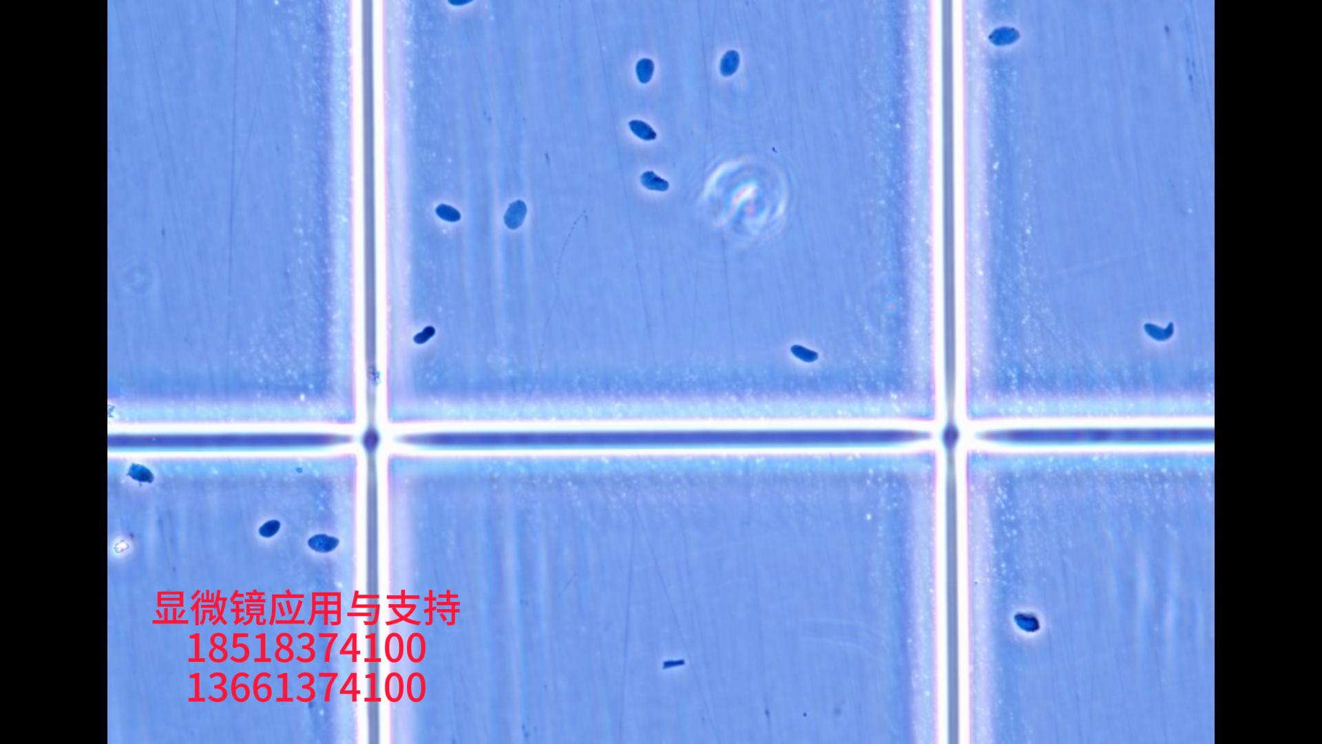 细菌在网格计数板 倒置ckx53显微镜拍照