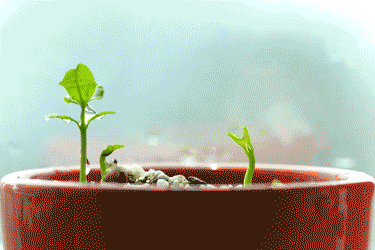 这个充满无限可能的时代,在美丽的梅溪湖畔,一颗名为"文案创意"的种子