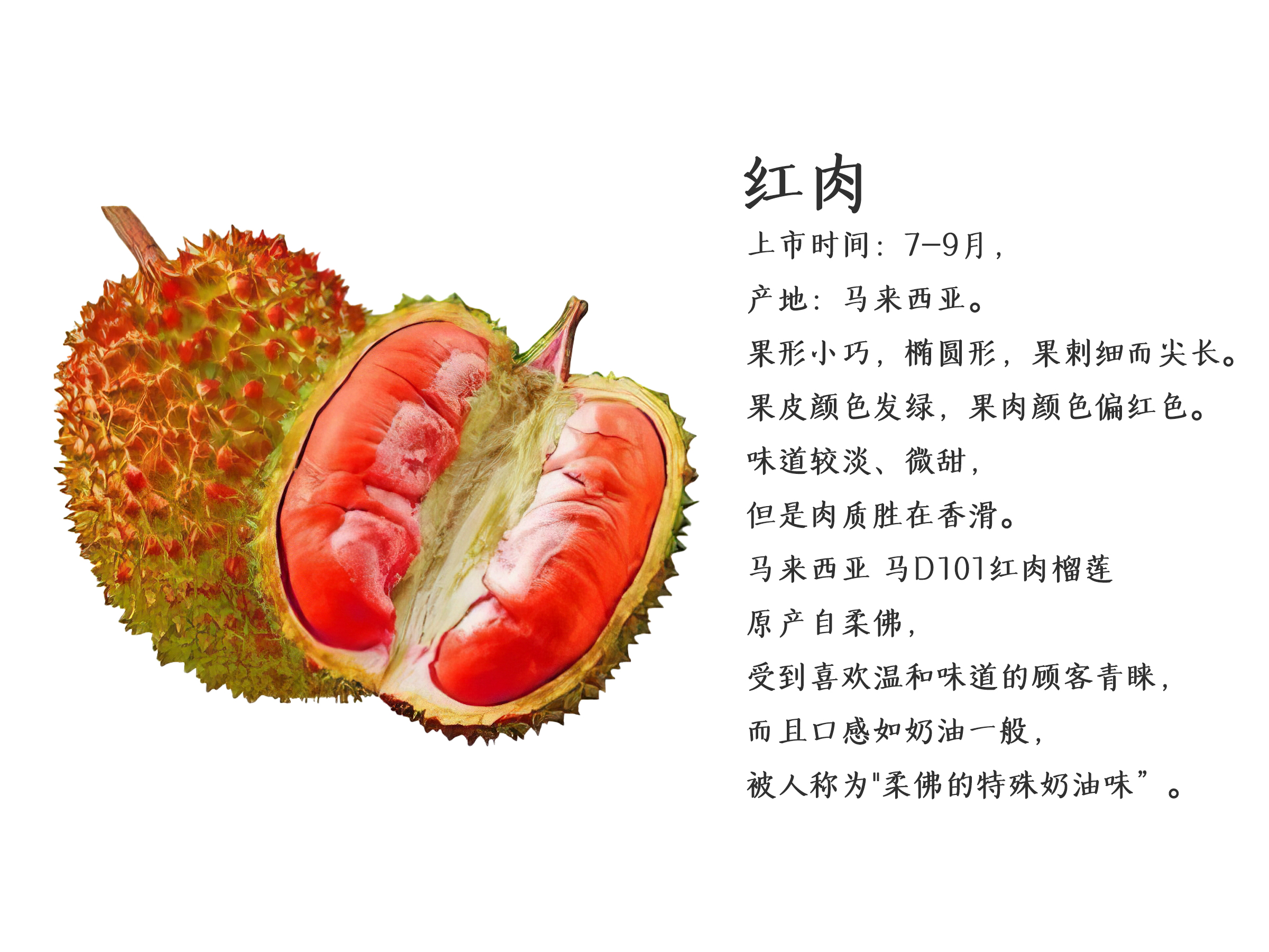 榴莲的品种及特点(二)