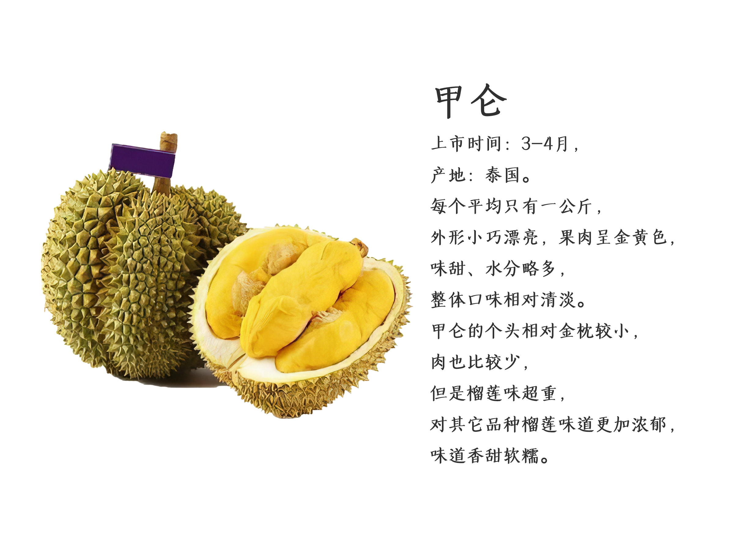 榴莲的品种及特点(二)