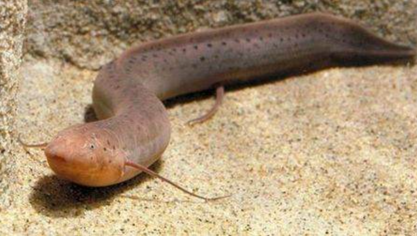 非洲肺鱼挖洞"抗旱三年",却沦为"辣条",被鲸头鹳一口吞掉