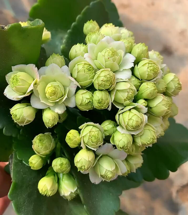 冬季必养!这6种长寿花,花大色艳还好养活