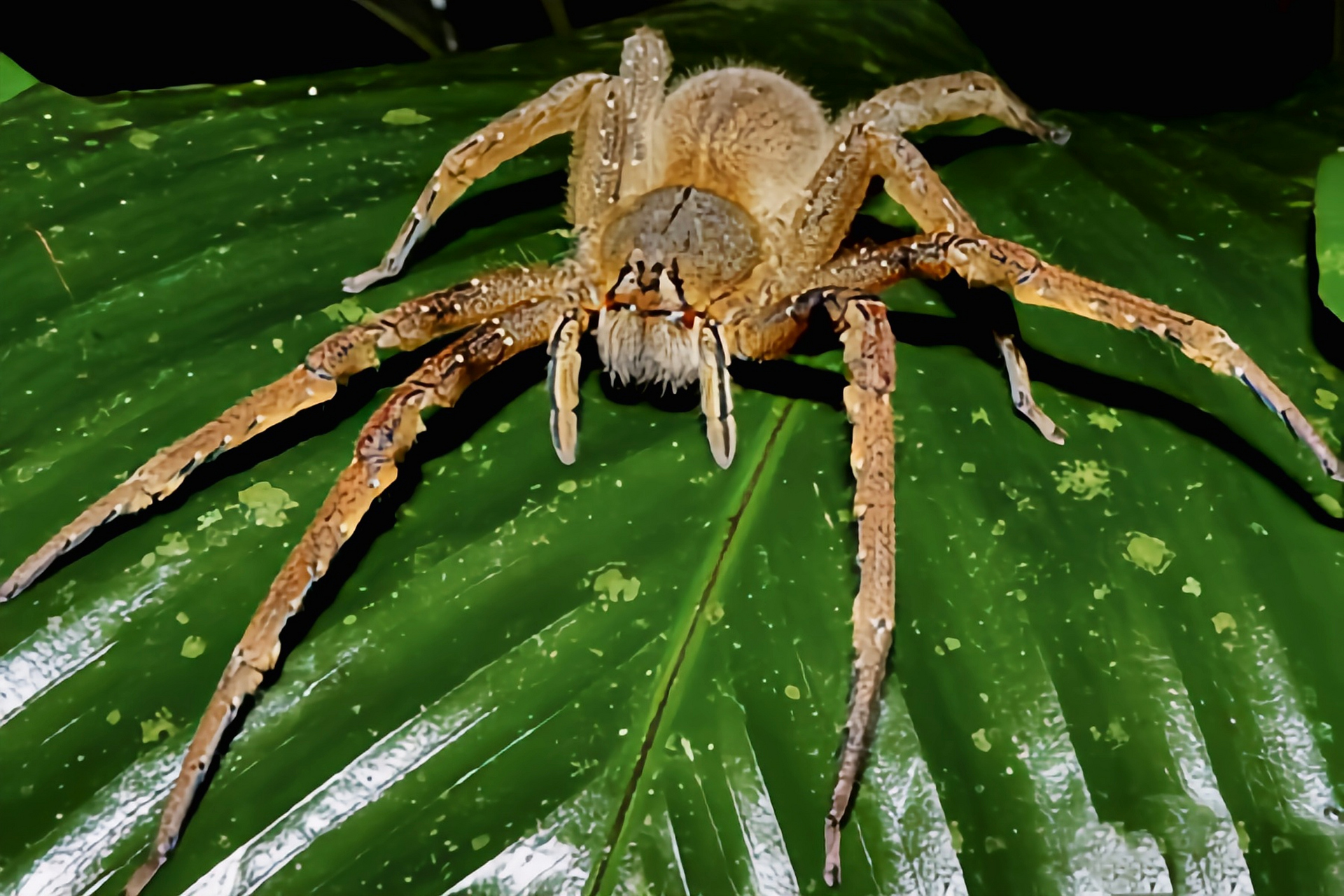 每天认识一种动物——巴西游走蛛 巴西游走蛛 别名香蕉蜘蛛,巴西 流浪