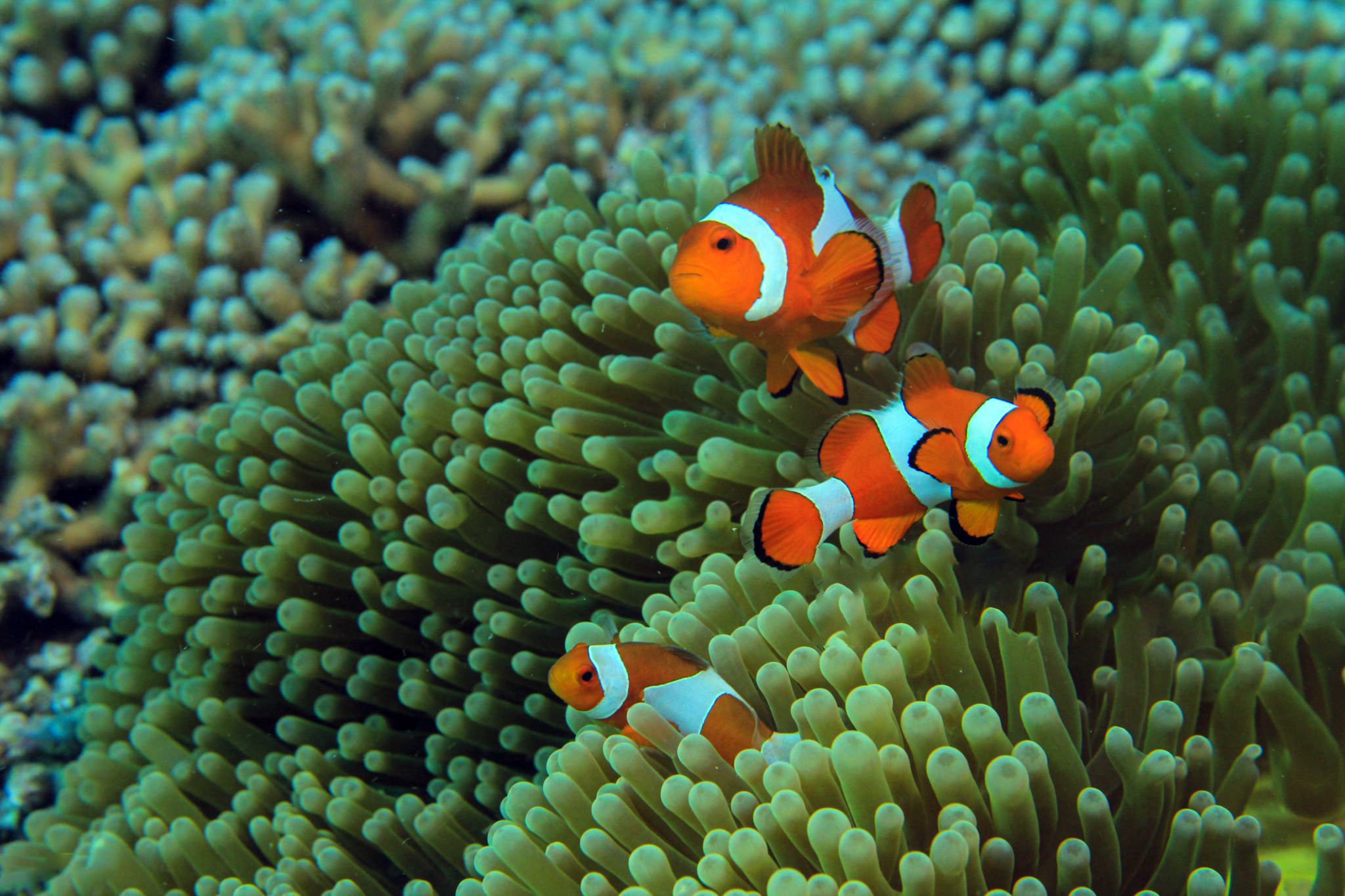 小丑鱼是淡水鱼还是海水鱼