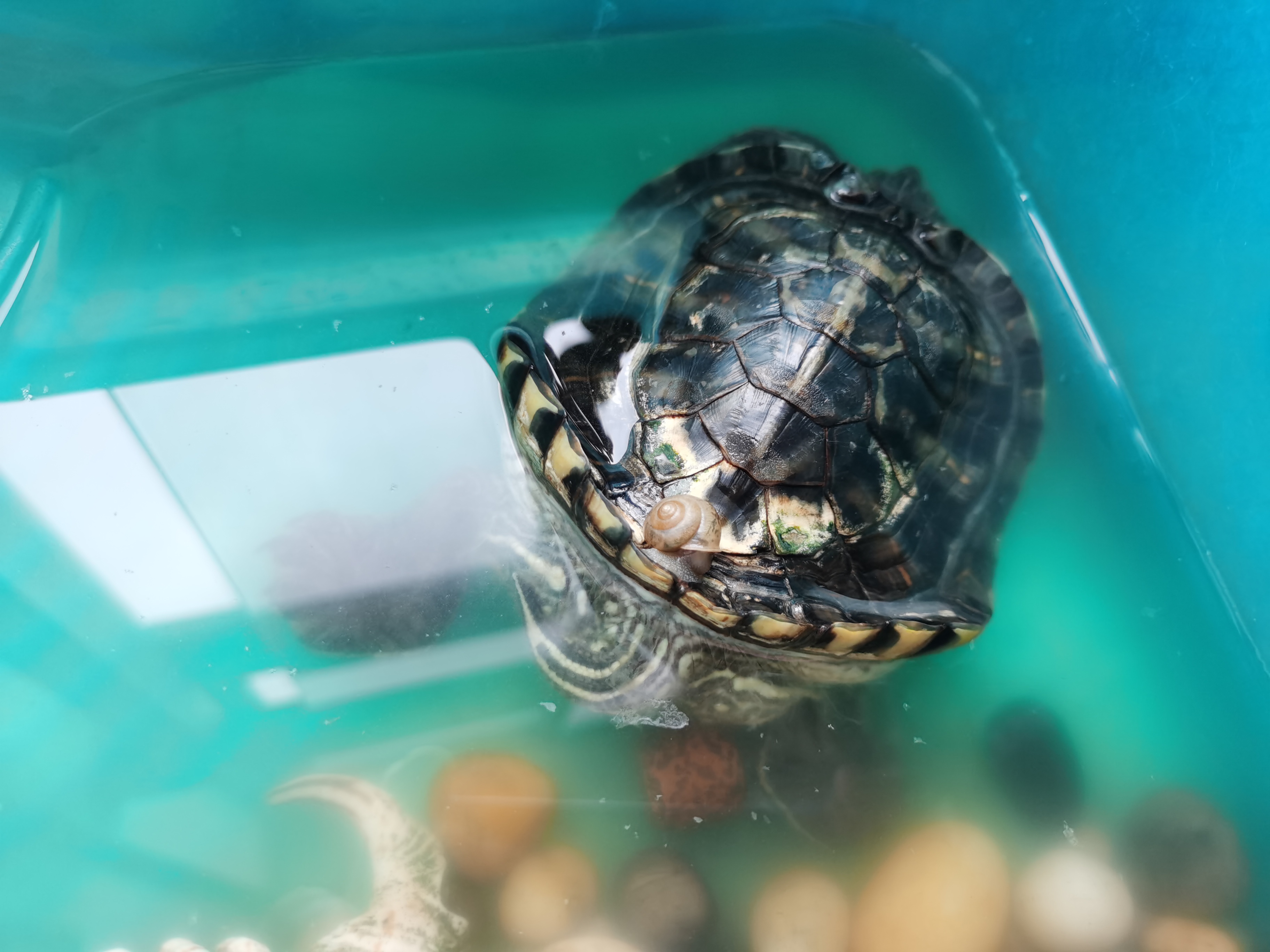 巴西龟真的不能喂得太多,长变形后太难看了还没有办法恢复