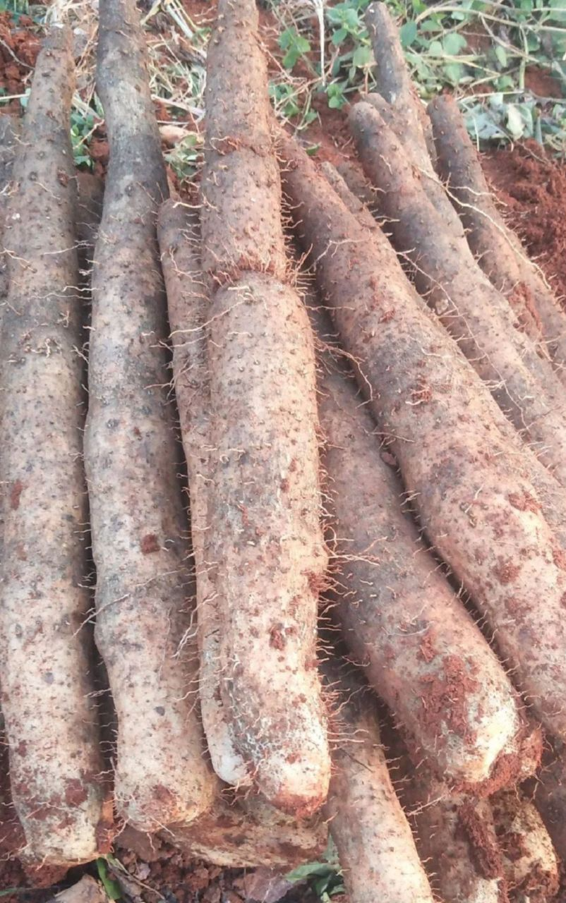 山药鸡内金山楂糕:一剂穿越千年的"甜蜜良方"