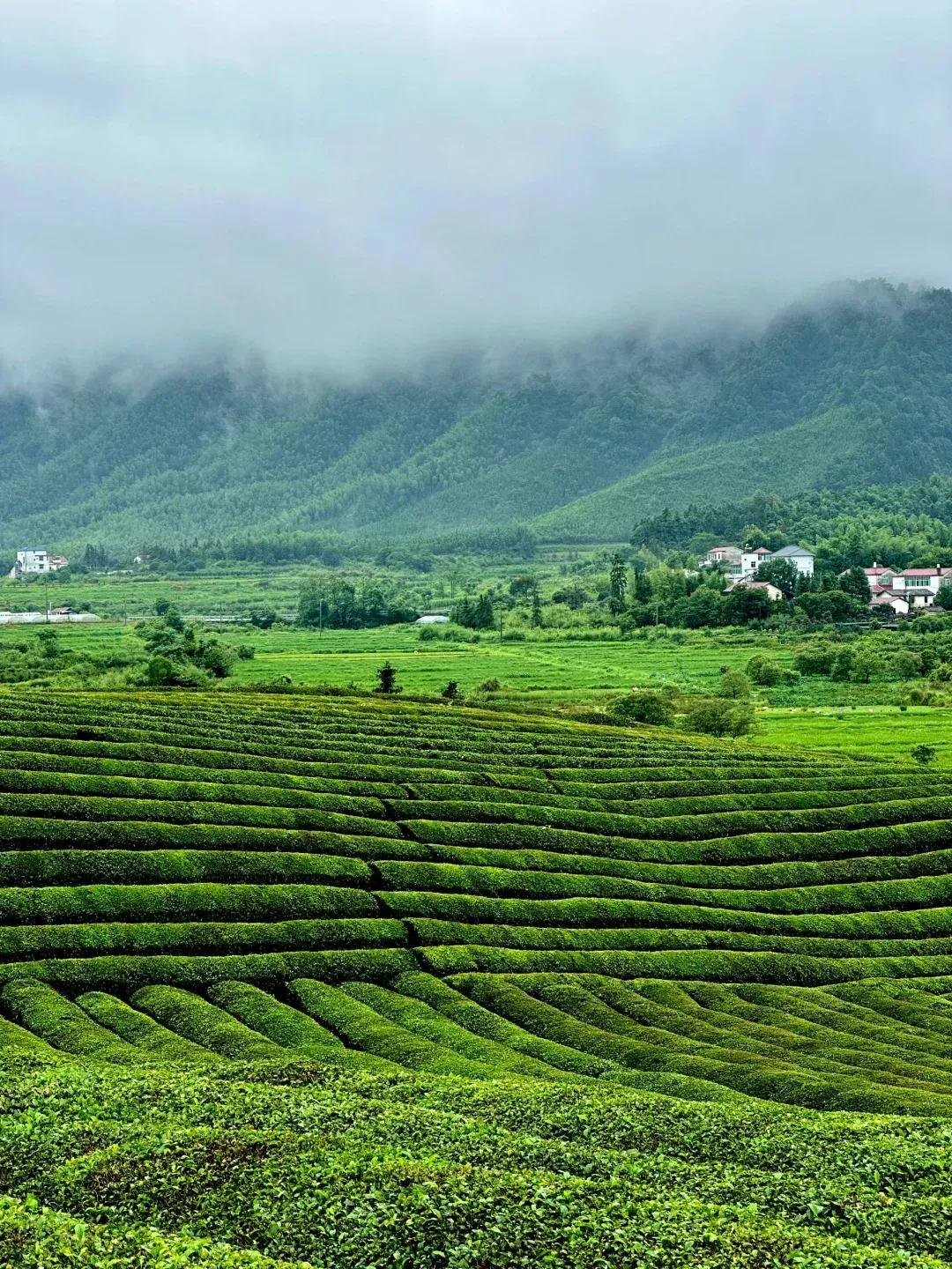 "商人重利轻别离,前月浮梁买茶去