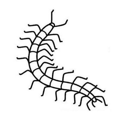 抓蜈蚣必备:饵料配方与技巧全攻略