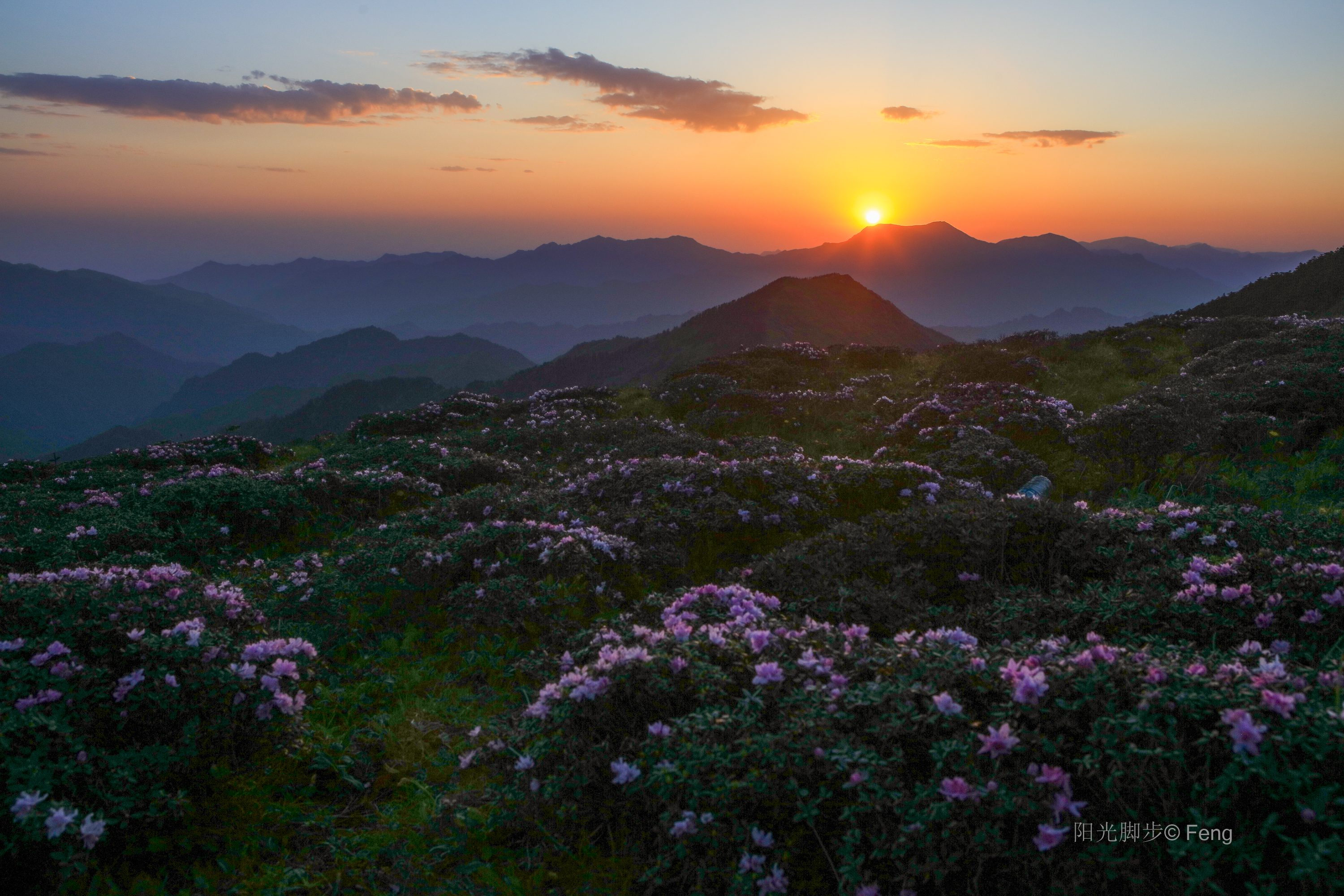 秦岭杜鹃花图片