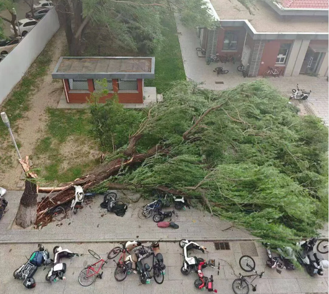 北京骤雨大风刮倒多棵大树,好好的大树,怎么就被大风吹倒了呢?