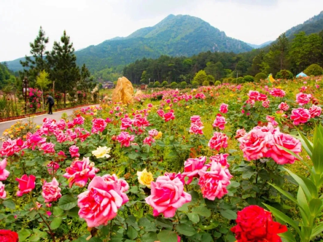 茶陵旅游景点介绍图片