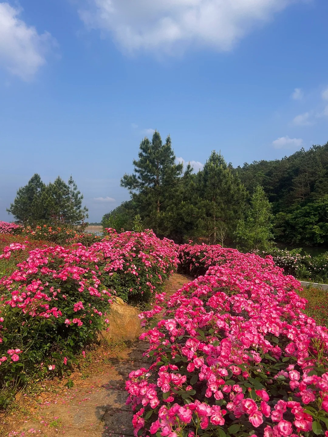 茶陵旅游景点介绍图片