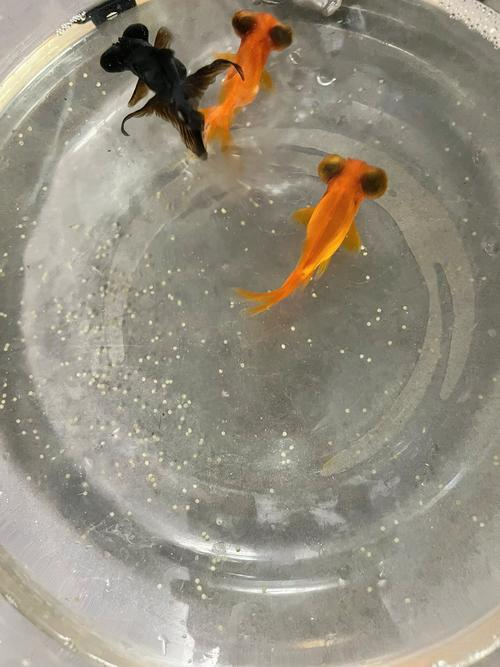 金鱼产卵后多久能变成小鱼