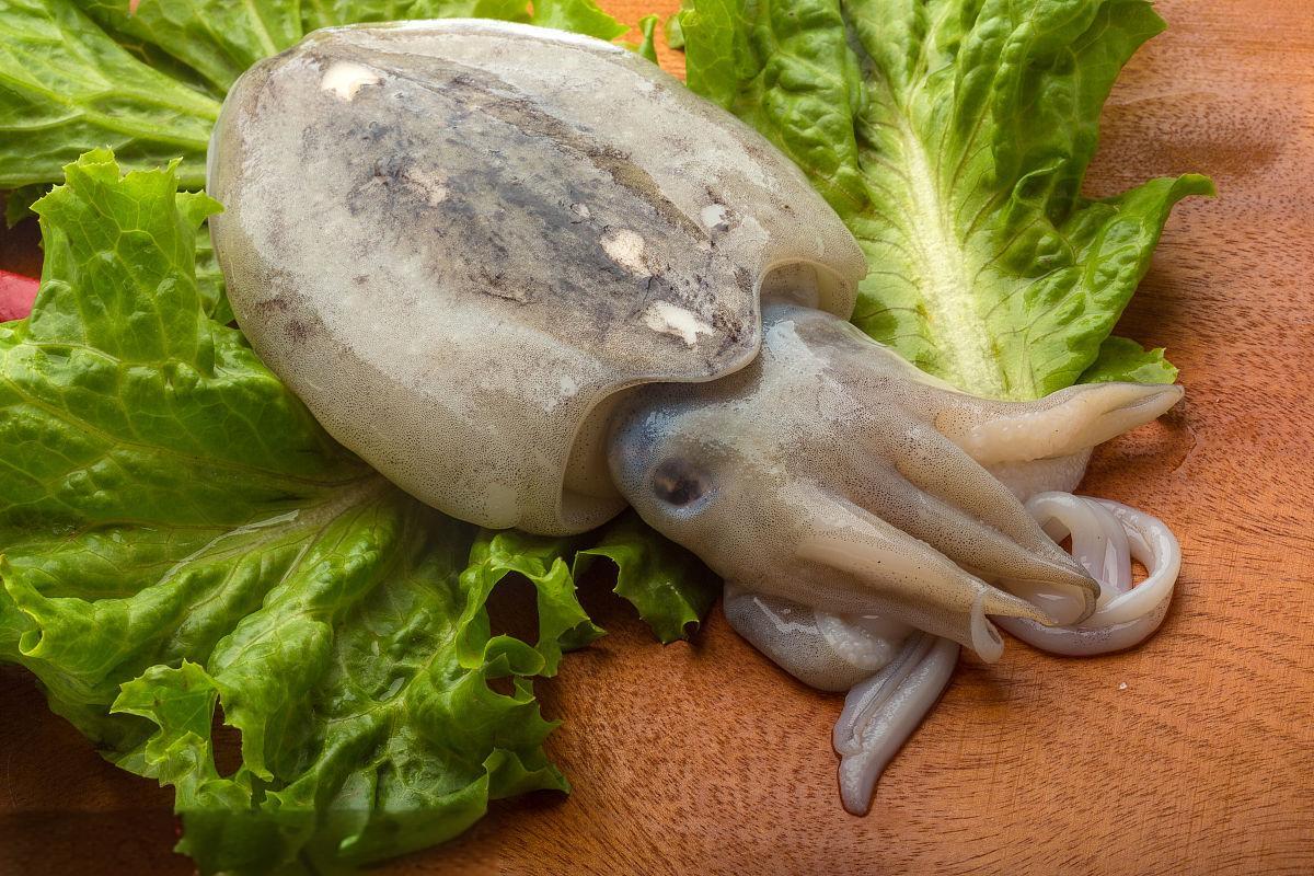 墨鱼,乌贼具体有什么区别?