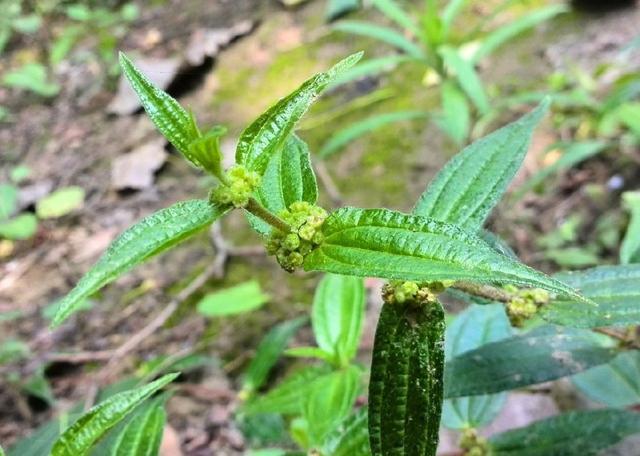 糯米团又称糯米草,号称"消食草",但与糯米沾不到边