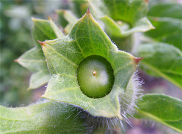 天仙子,又名莨菪子,生海滨川谷及雍州,今处处有之