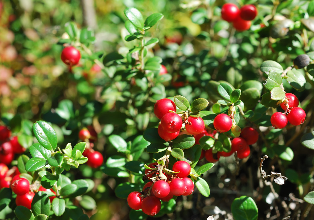 越橘别名山果儿,药食两用植物,其叶和果实都具有较高药用价值