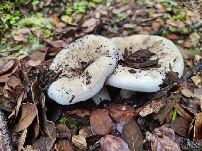 白乳菌,别名石灰菌,一种能祛风散寒,舒筋活络的蘑菇