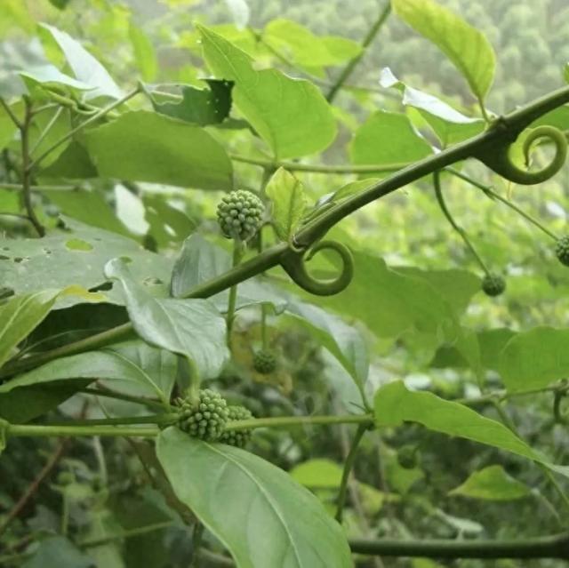这植物长有钩子,俗称"钩藤",这种钩钩是高血压的克星