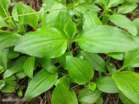 农村常见的饭包草,别名"竹叶菜",天然绿色又健康,快认识下