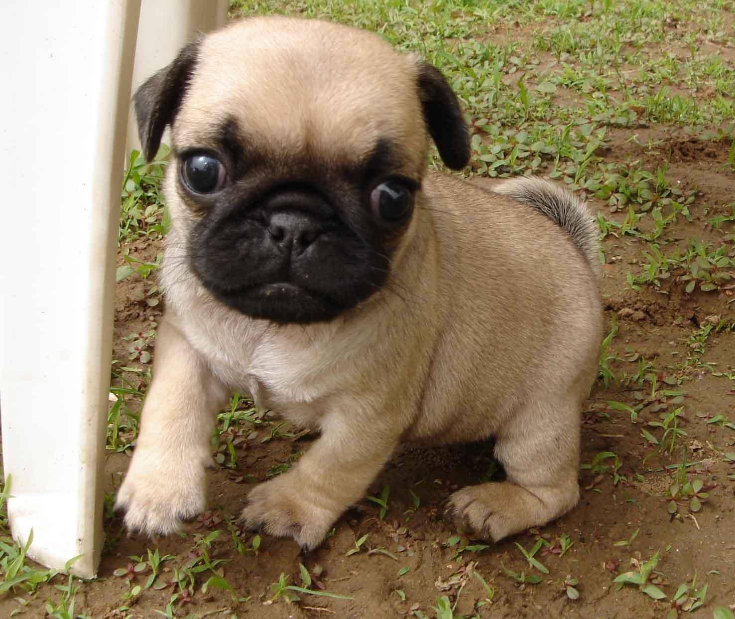 《拉布拉多犬全解析:起源,特征与习性》