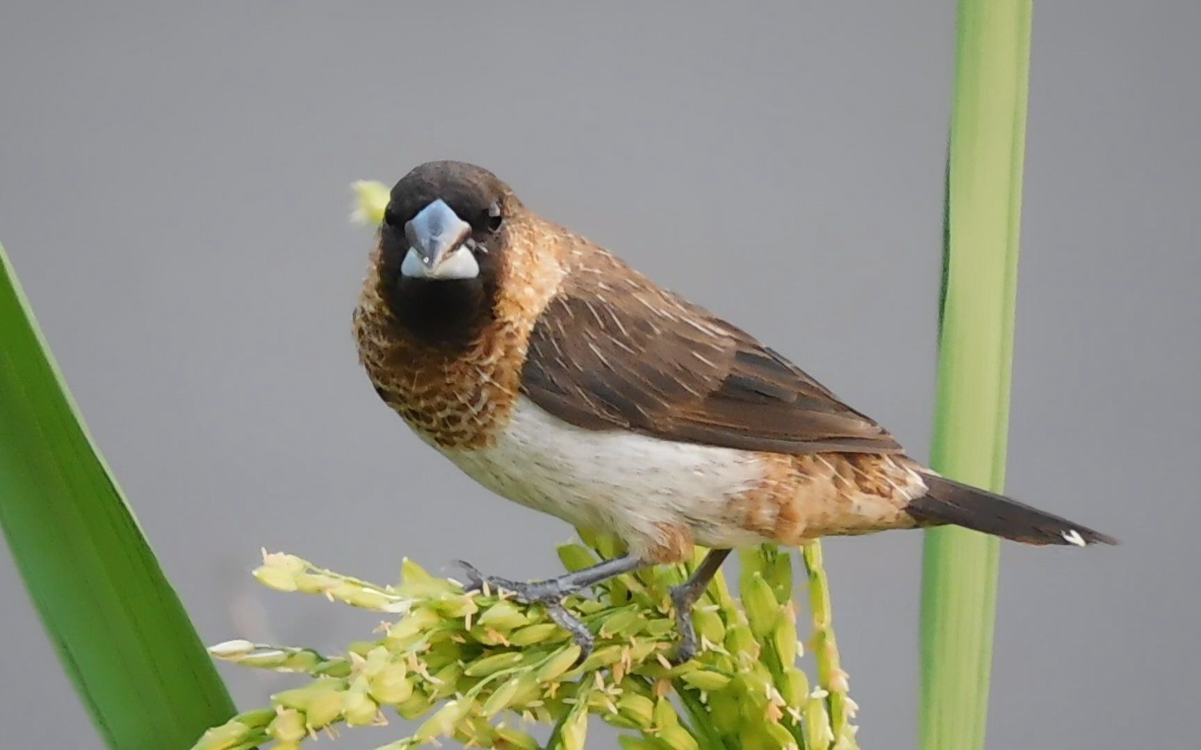 文鸟有哪些样子?来看看图册