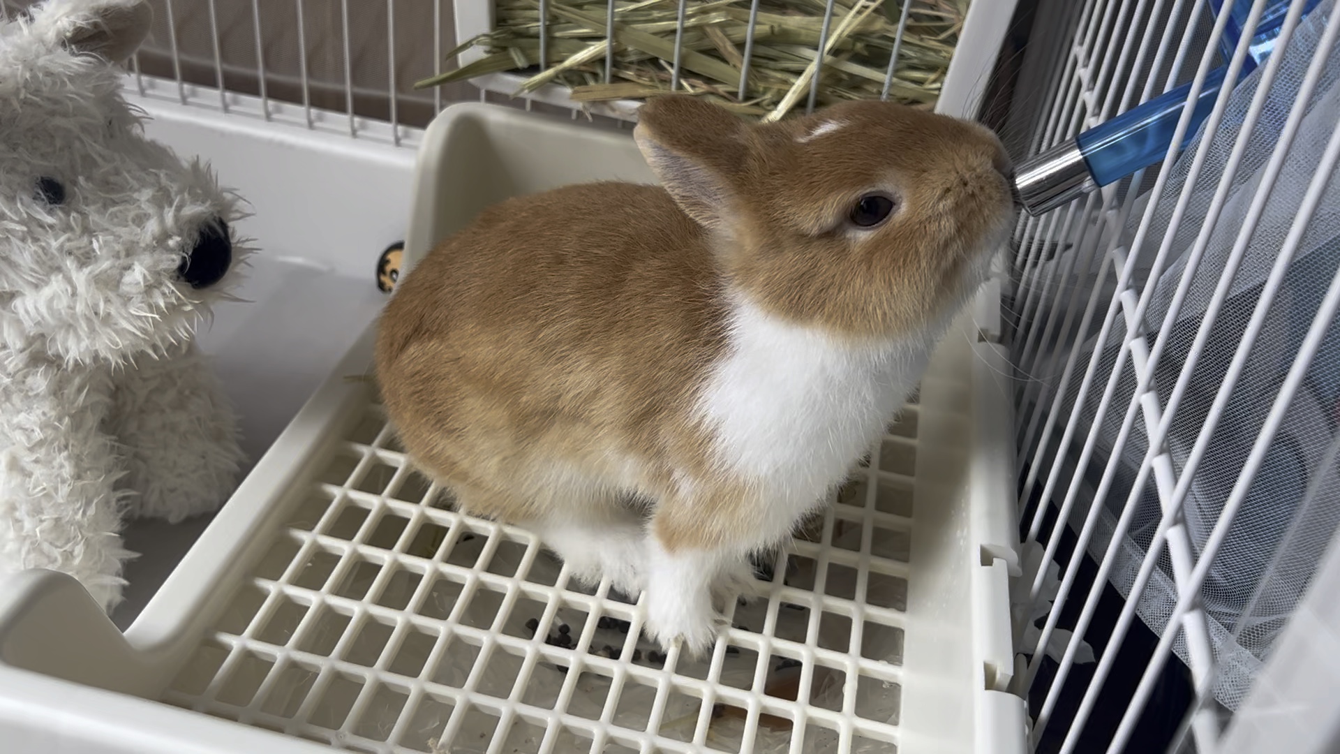 兔子为什么容易养死?