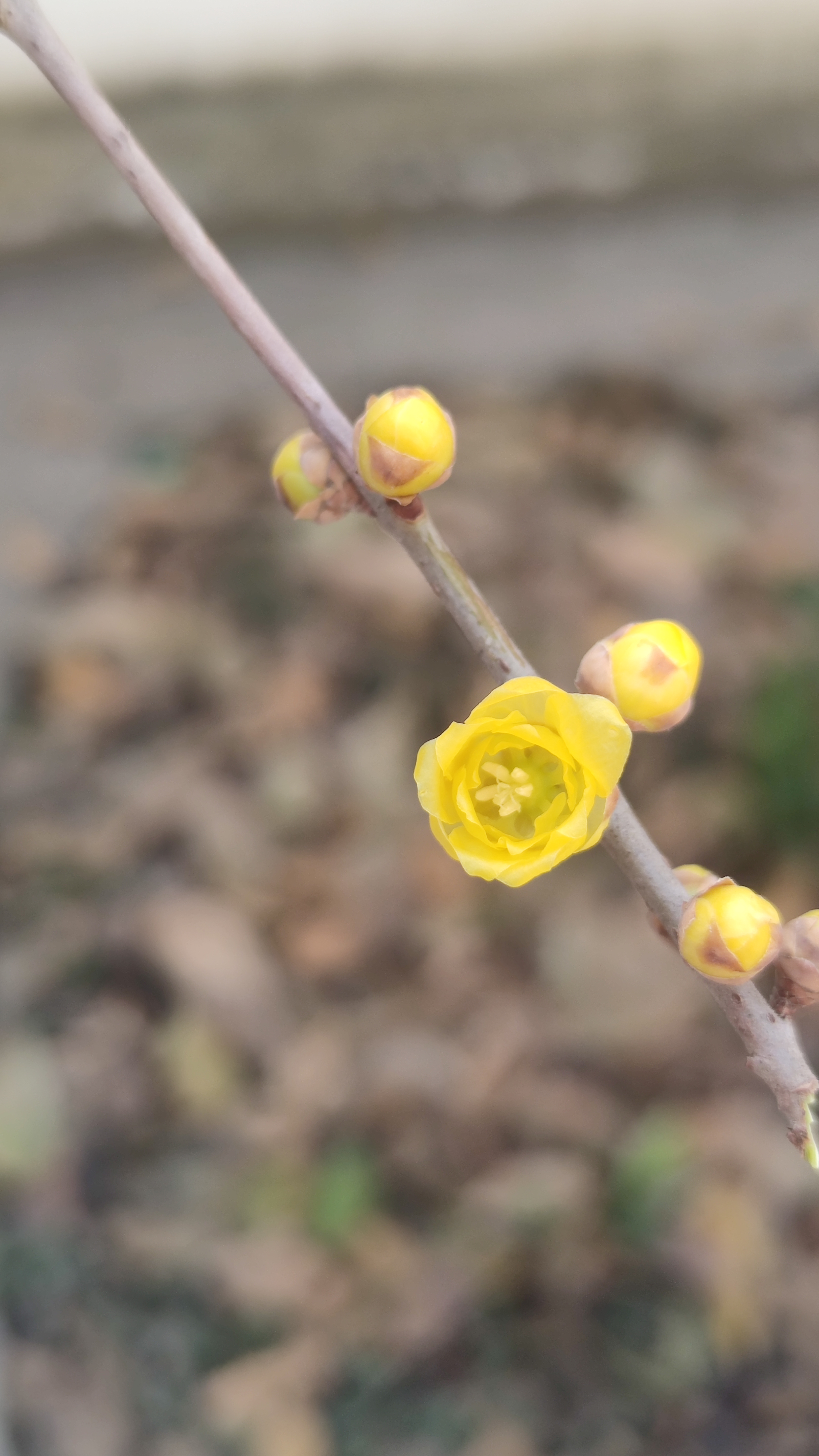 花芽变叶芽?夏季腊梅该是什么养?