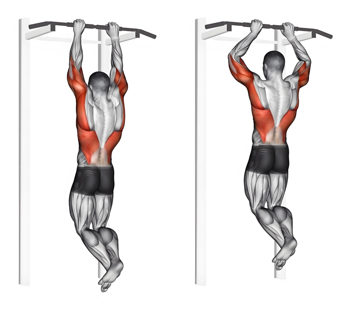 引体向上:正手与反手哪种更具挑战性?剖析引体向上的不同技巧