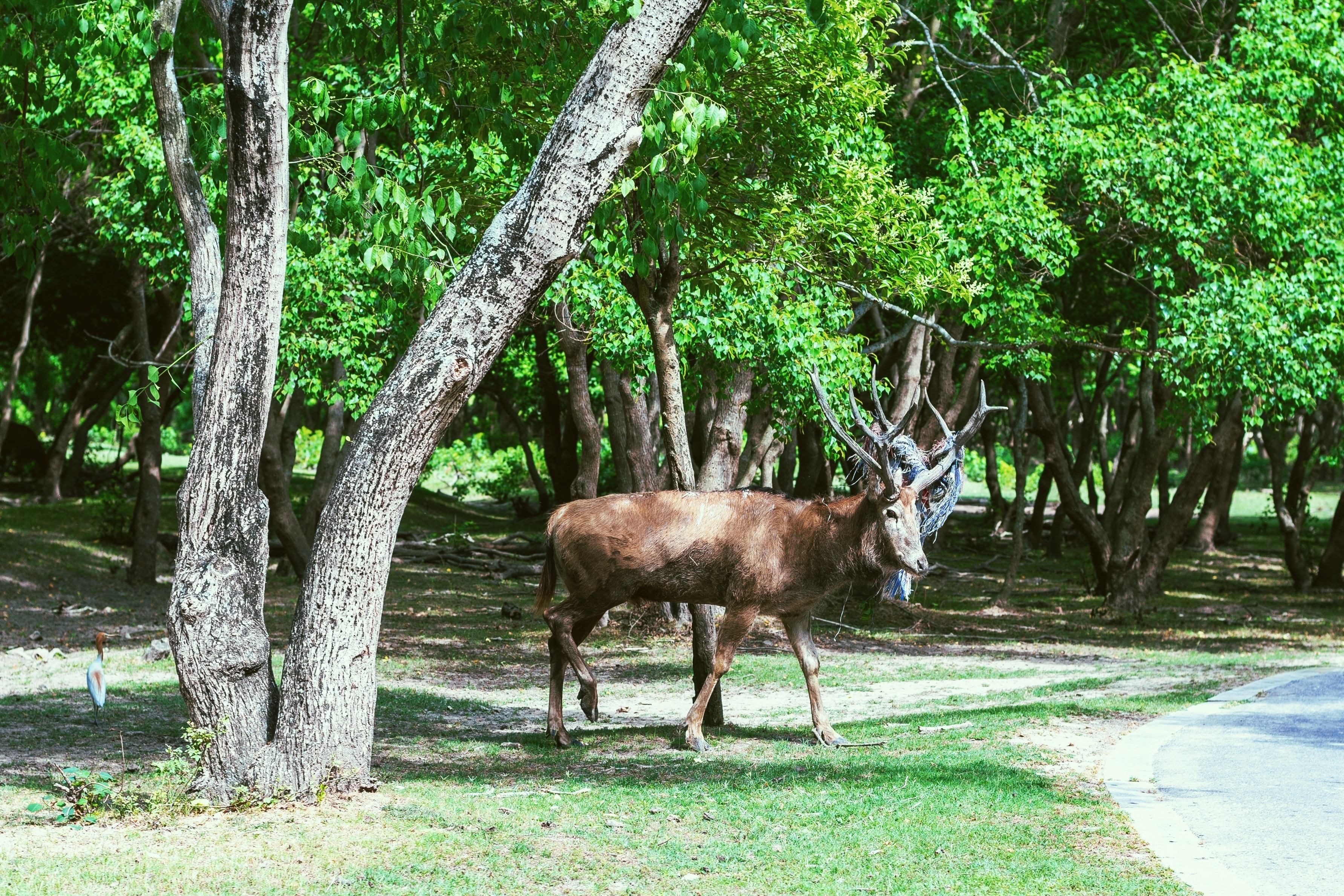世界上第一个且面积最大的野生麋鹿园,风景如画,就在盐城大丰