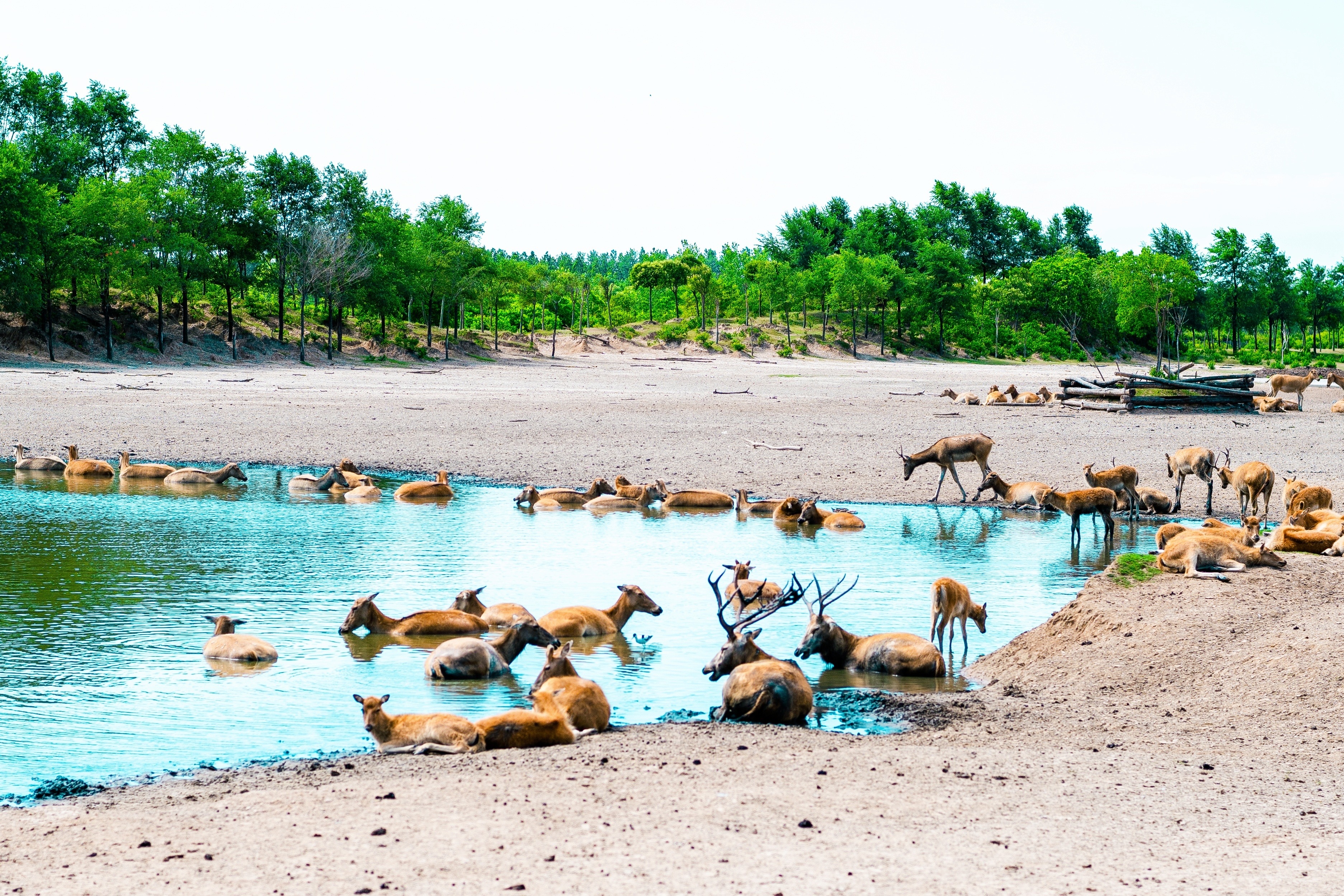 世界上第一个且面积最大的野生麋鹿园,风景如画,就在盐城大丰