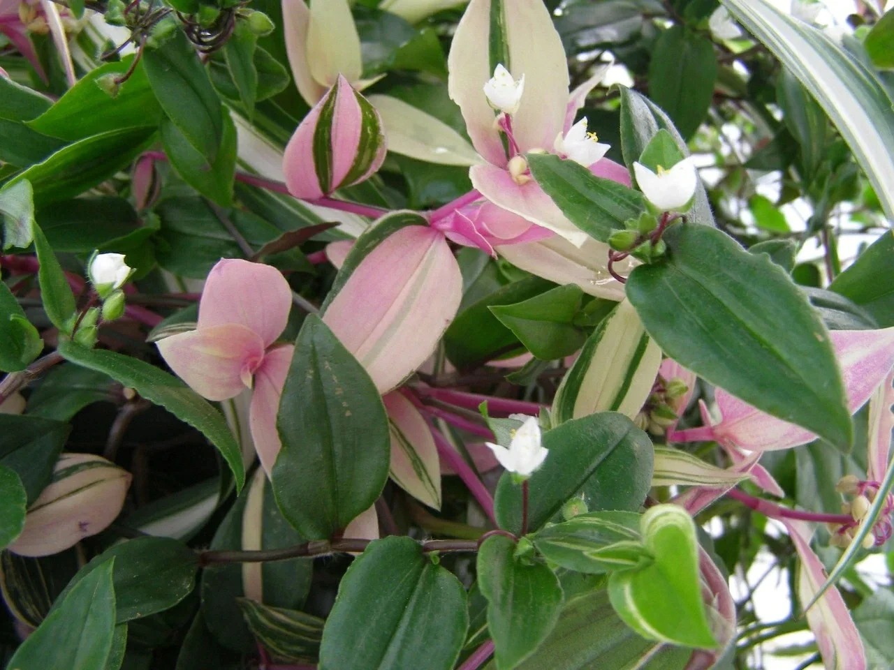 吊竹梅扦插指南:从零开始,轻松上手!