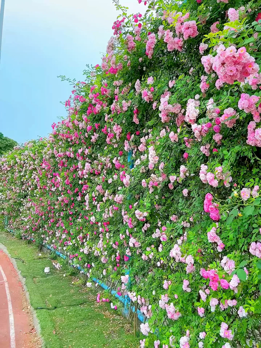 爬墙蔷薇种子播种指南:从选种到开花,这份教程让你家墙头变花海