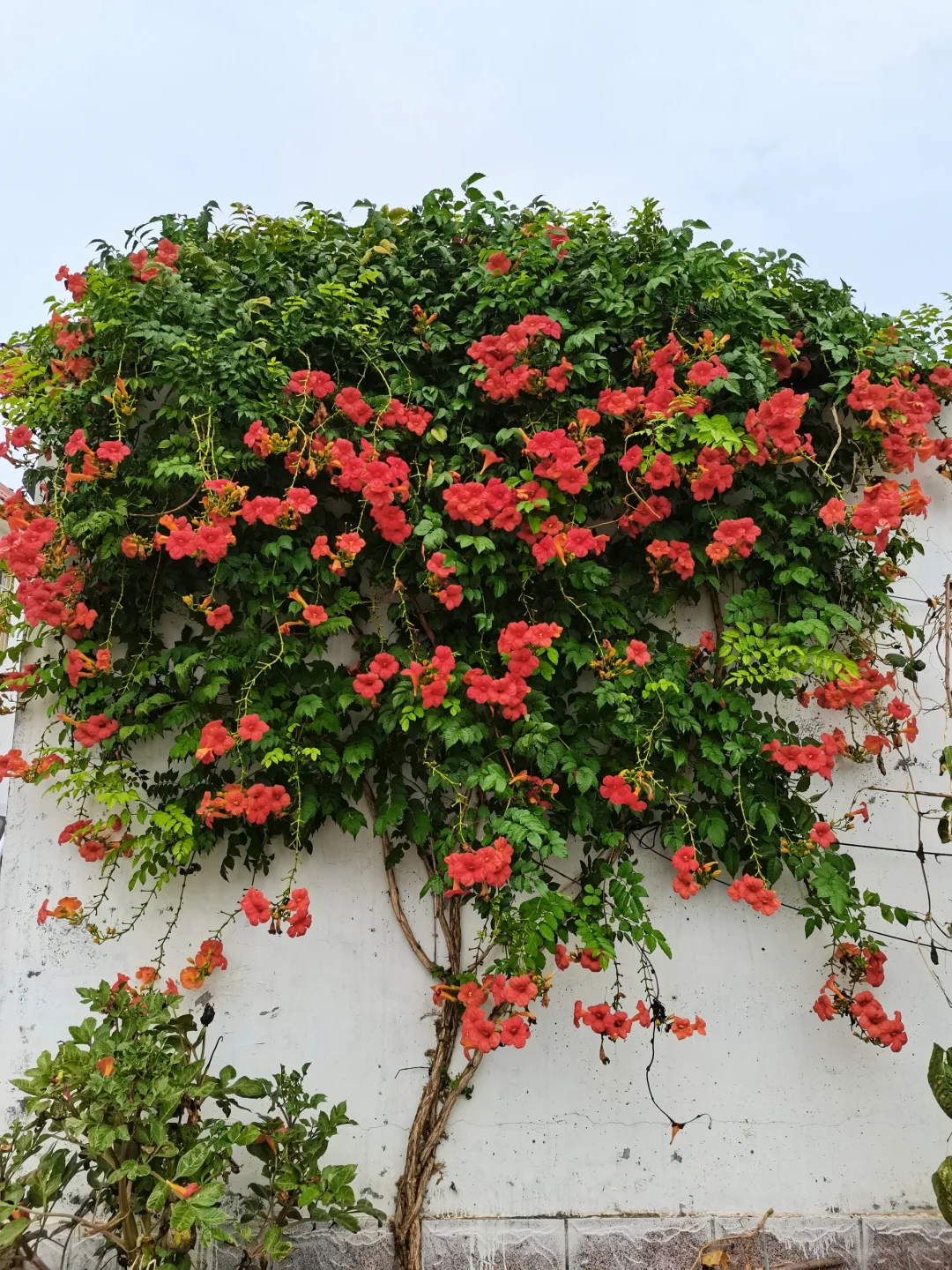 凌霄:花开满墙,寓意步步高升,庭院佳品!