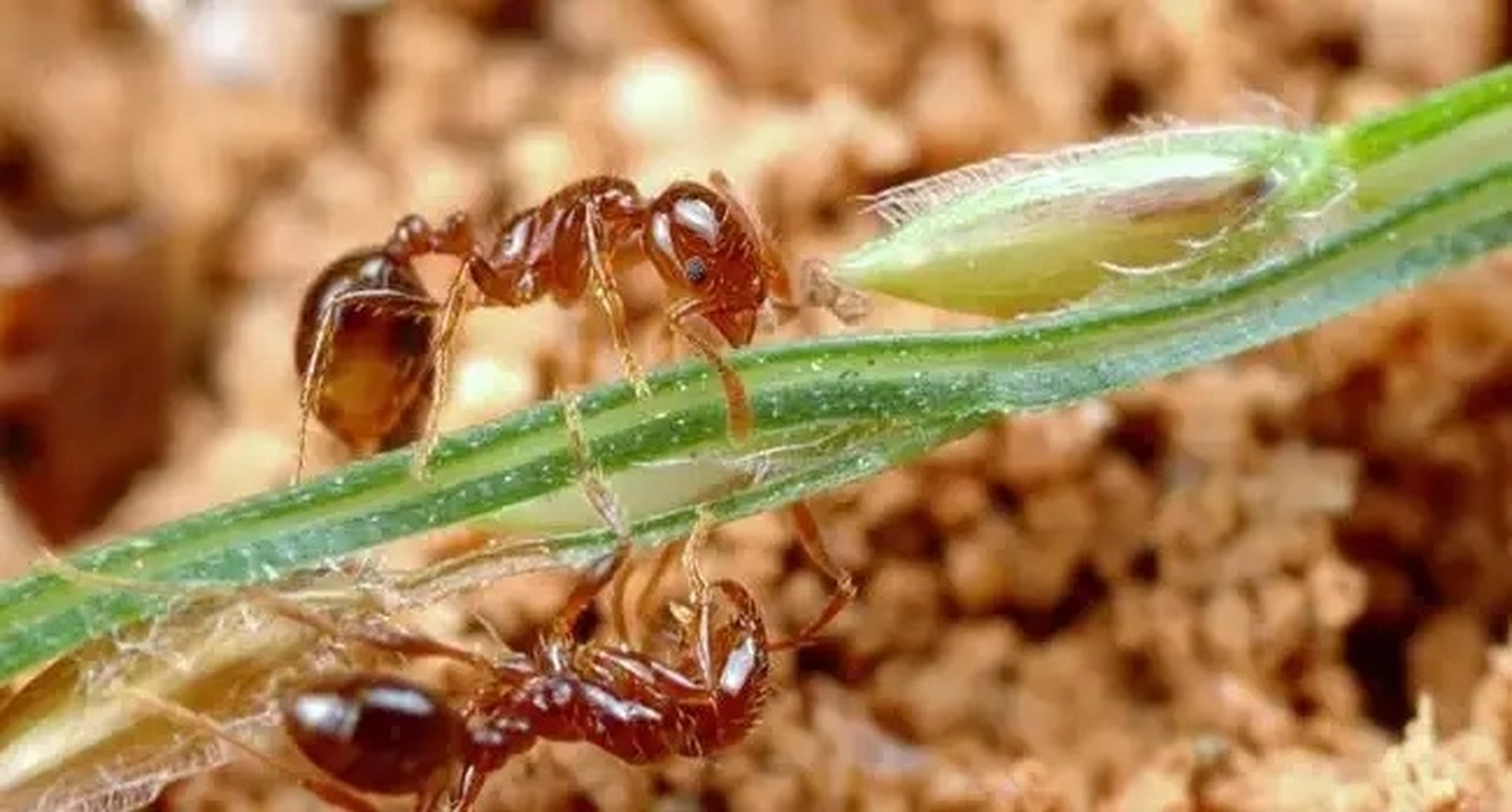 海关在入境旅客行李中发现活虫蚁