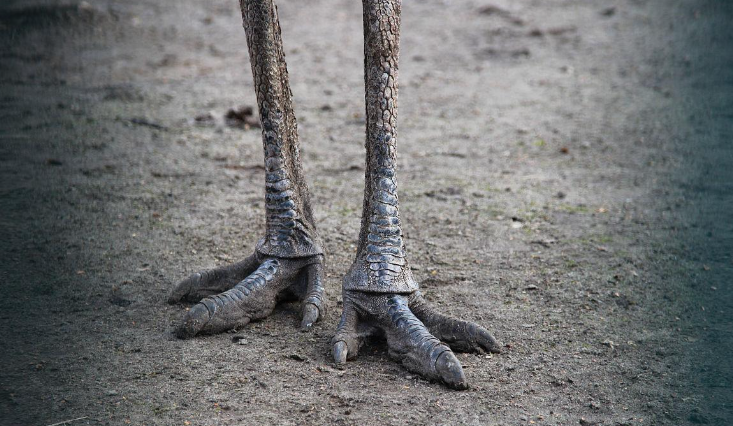 美洲大陆最大的鸟:美洲鸵