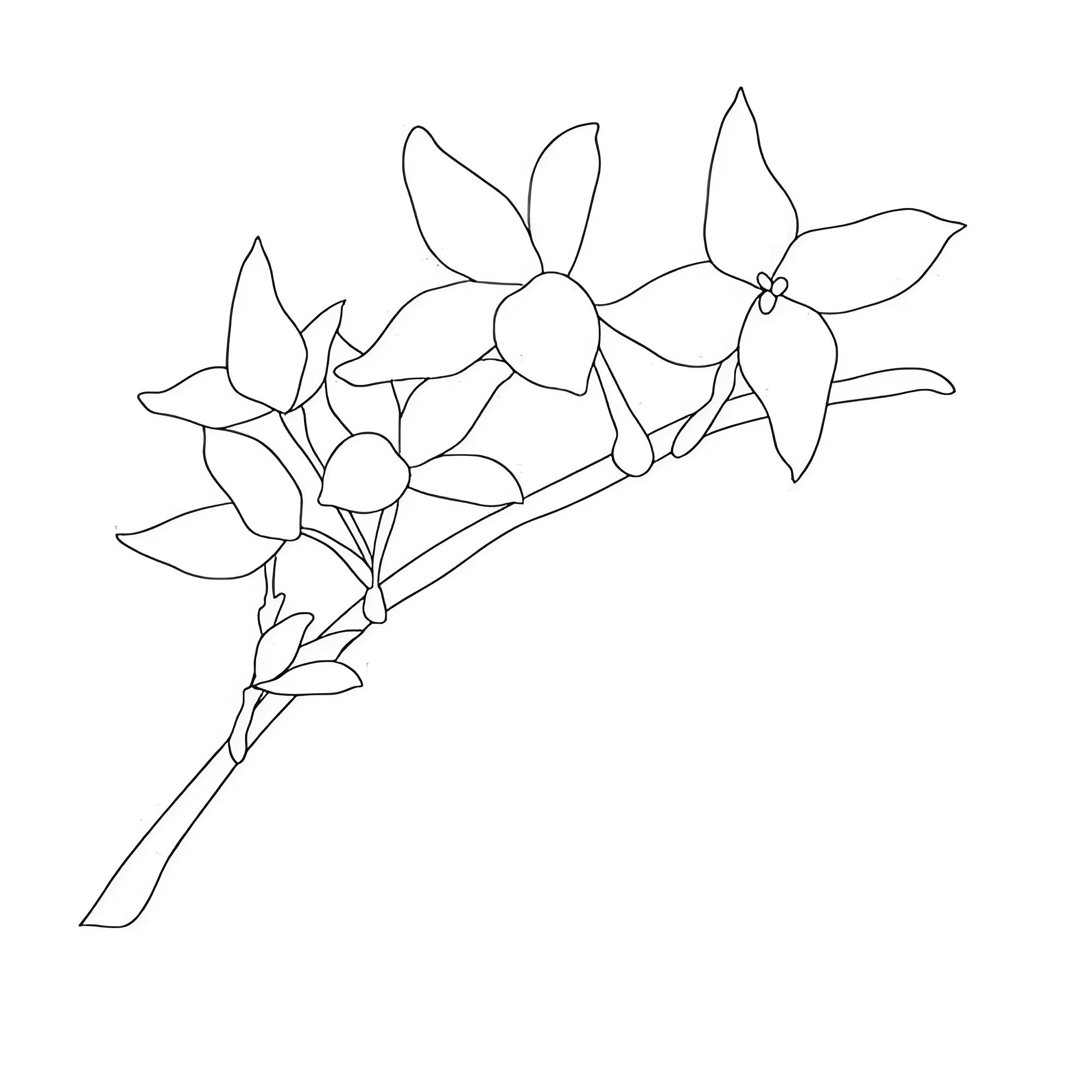 迎春花的画法概述