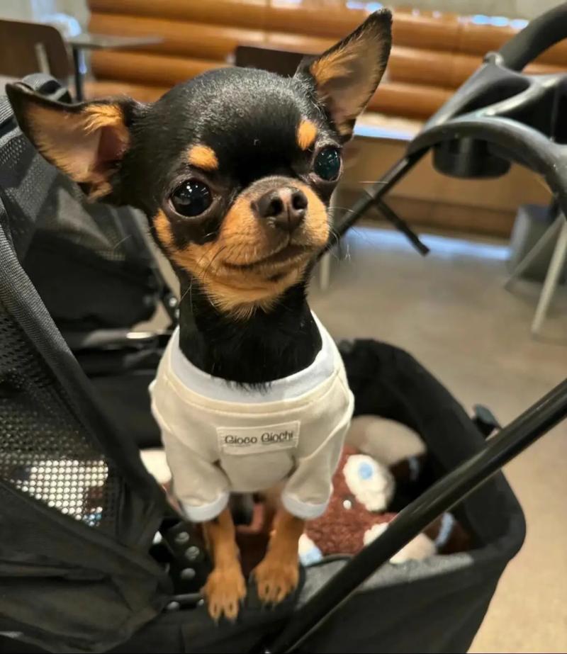 小鹿犬和吉娃娃的区别