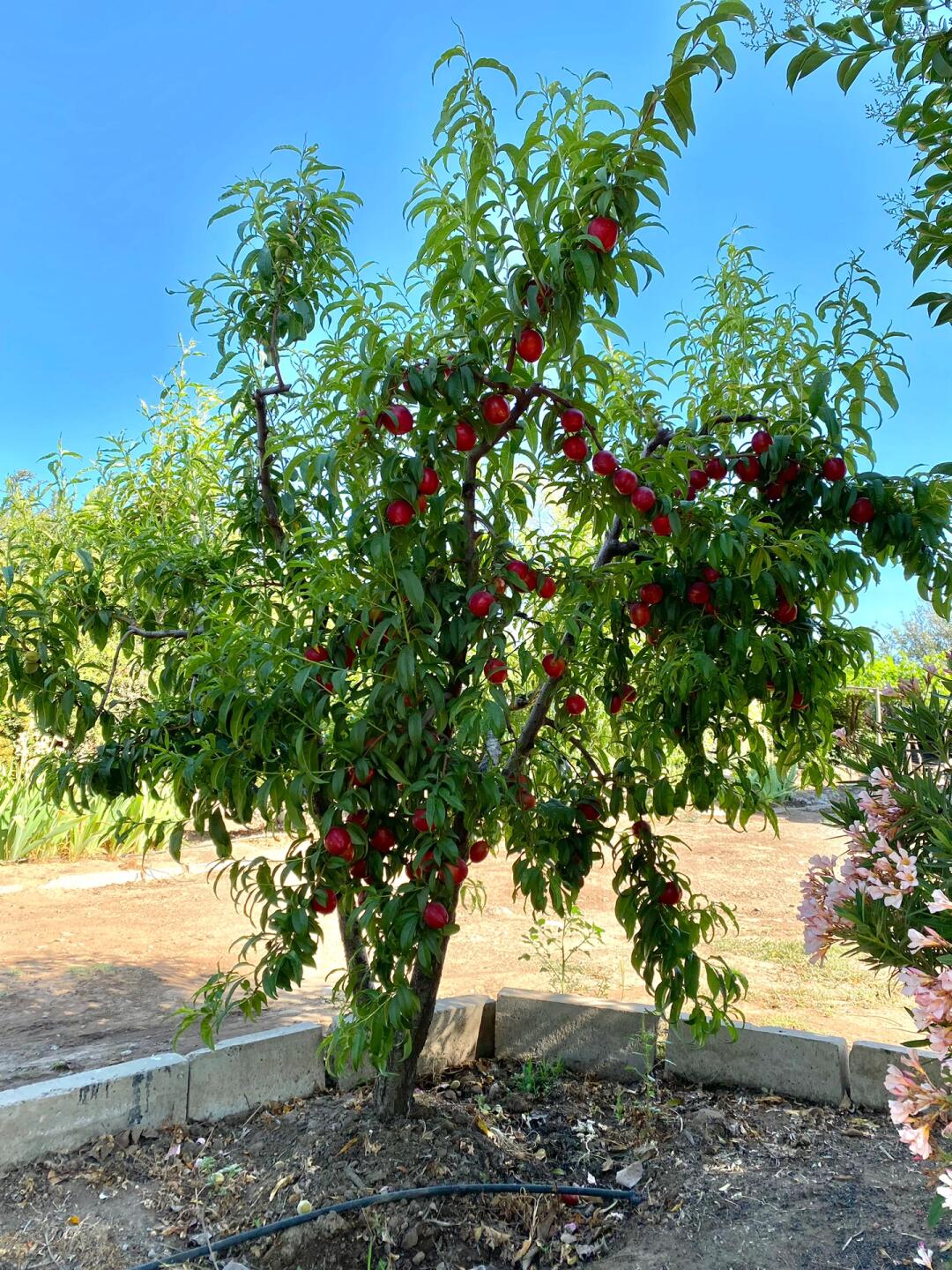 桃树的嫁接方法和时间