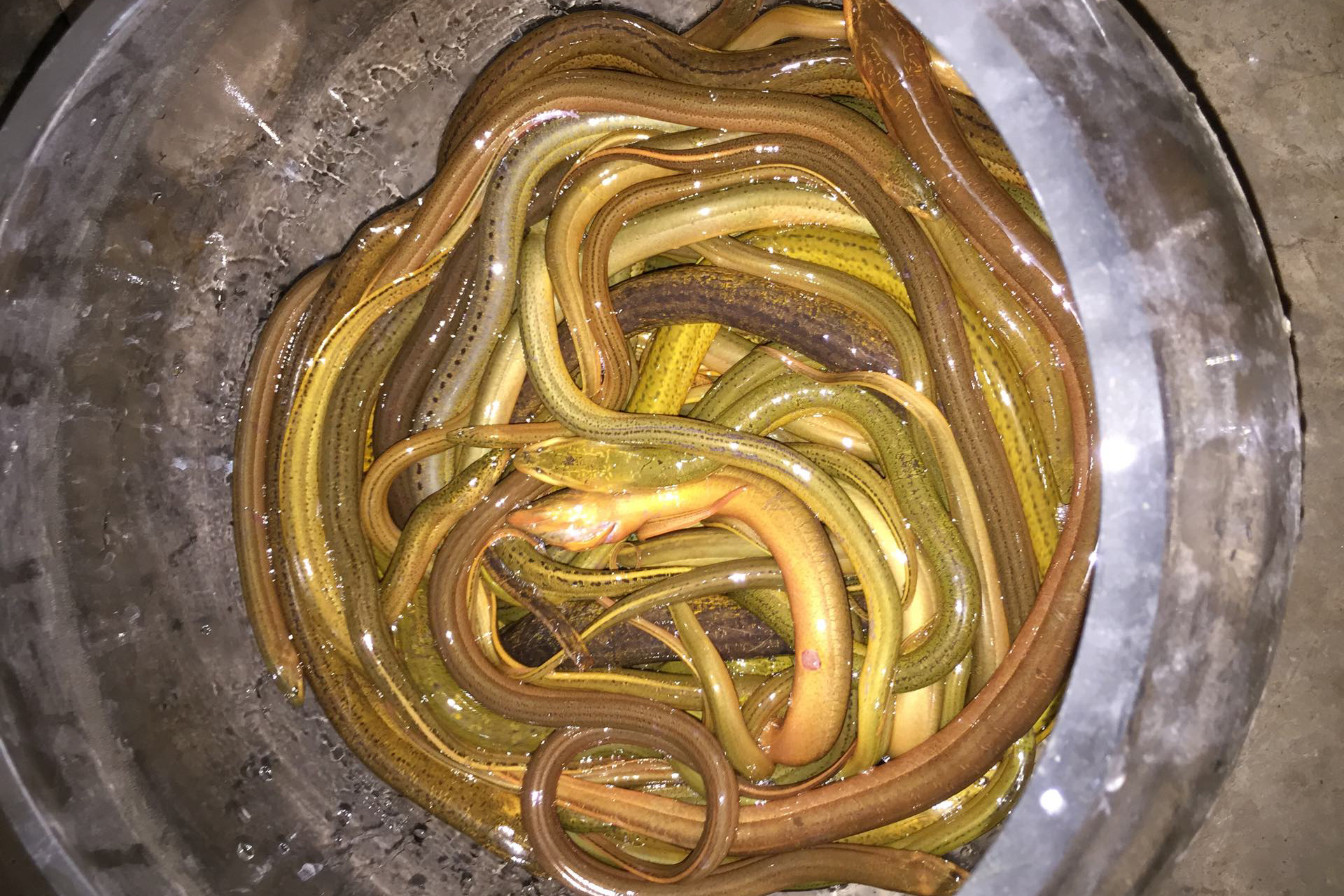 如何钓黄鳝?钓黄鳝的5个技巧