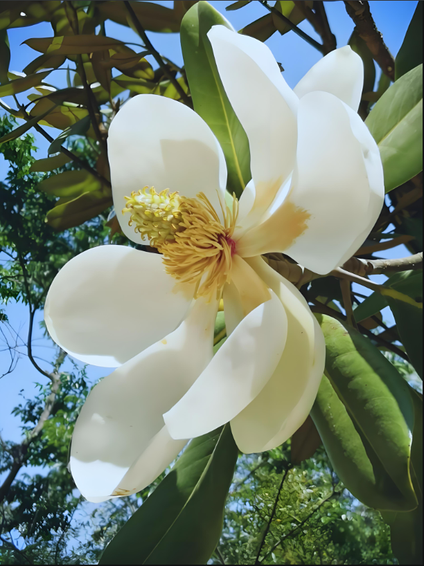 含笑花的养殖方法图片