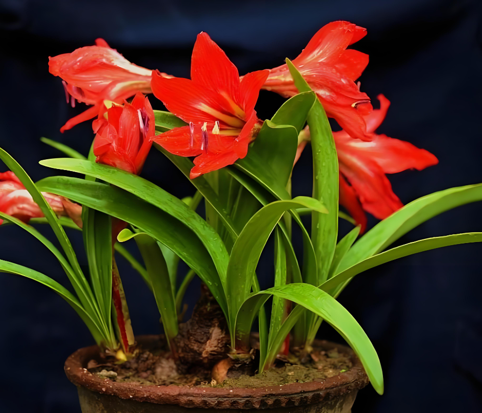 朱顶红冬天叶子要不要剪?超全养护攻略,让你家的红宝石安全过冬