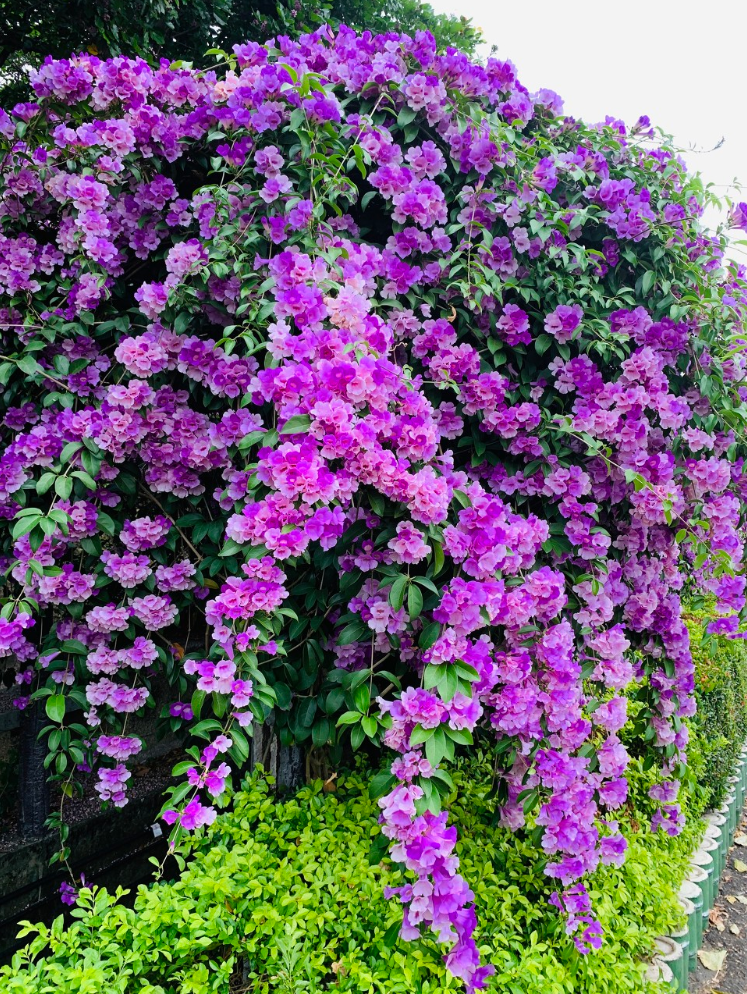 蒜香藤一年开几次花?揭秘它的开花秘密,让你家阳台美美哒!