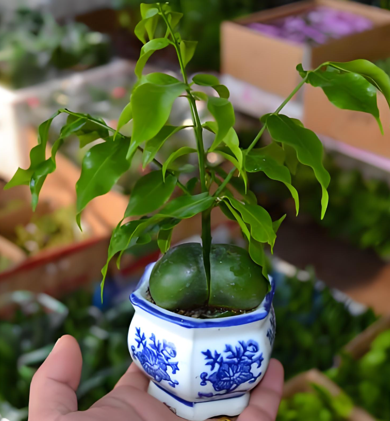 绿元宝这样养,新手也能让它四季常青!