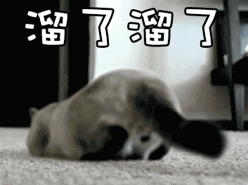 玩具成本4块炒到500?高铁宠物托运服务再升级!