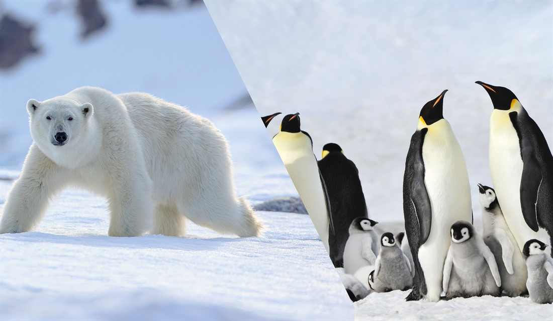 两个气候相似的地区——北极和南极洲的差异